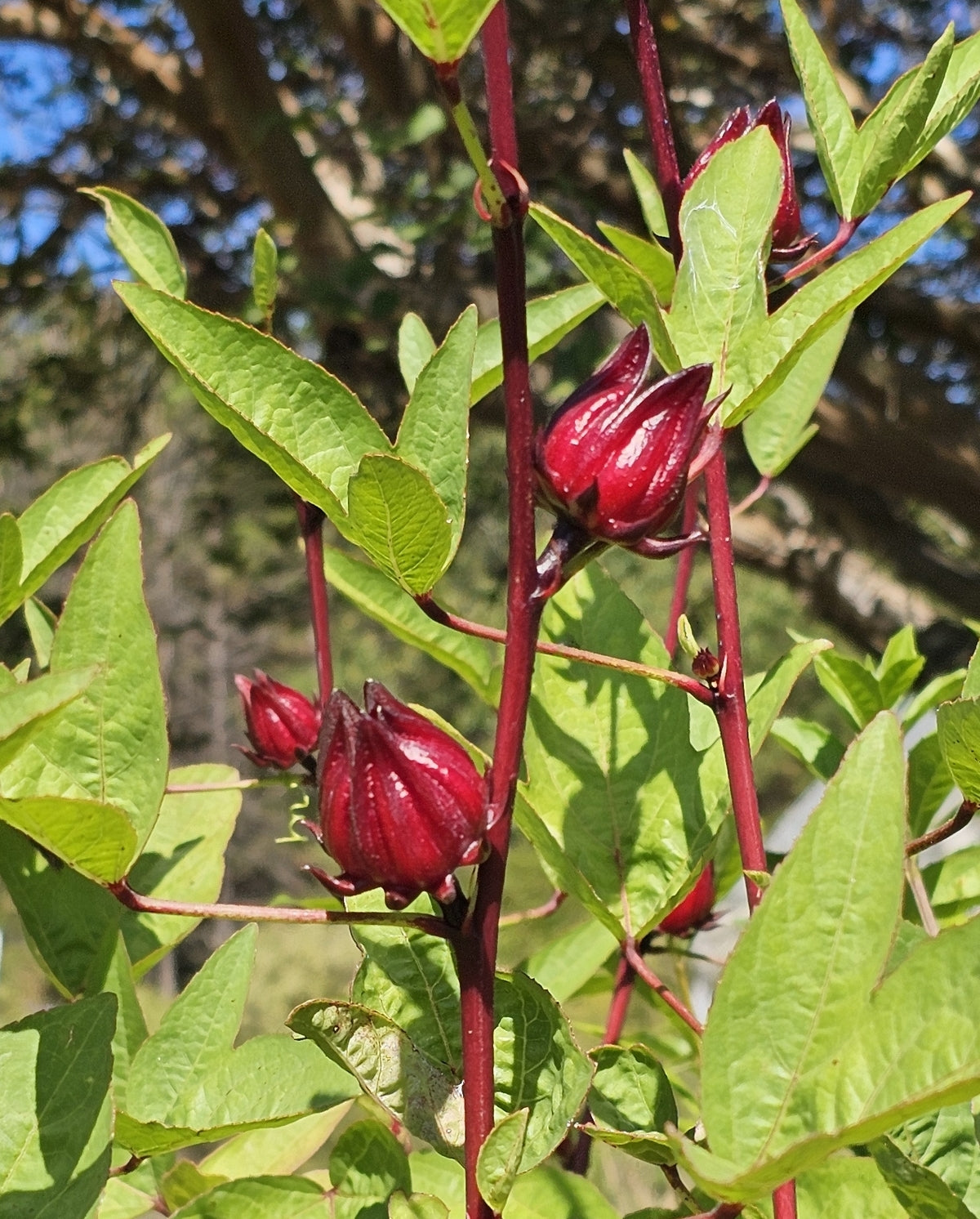 Roselle Hibiscus Fruit Seeds for Growing Tart and Healthy Fruit for Beverages