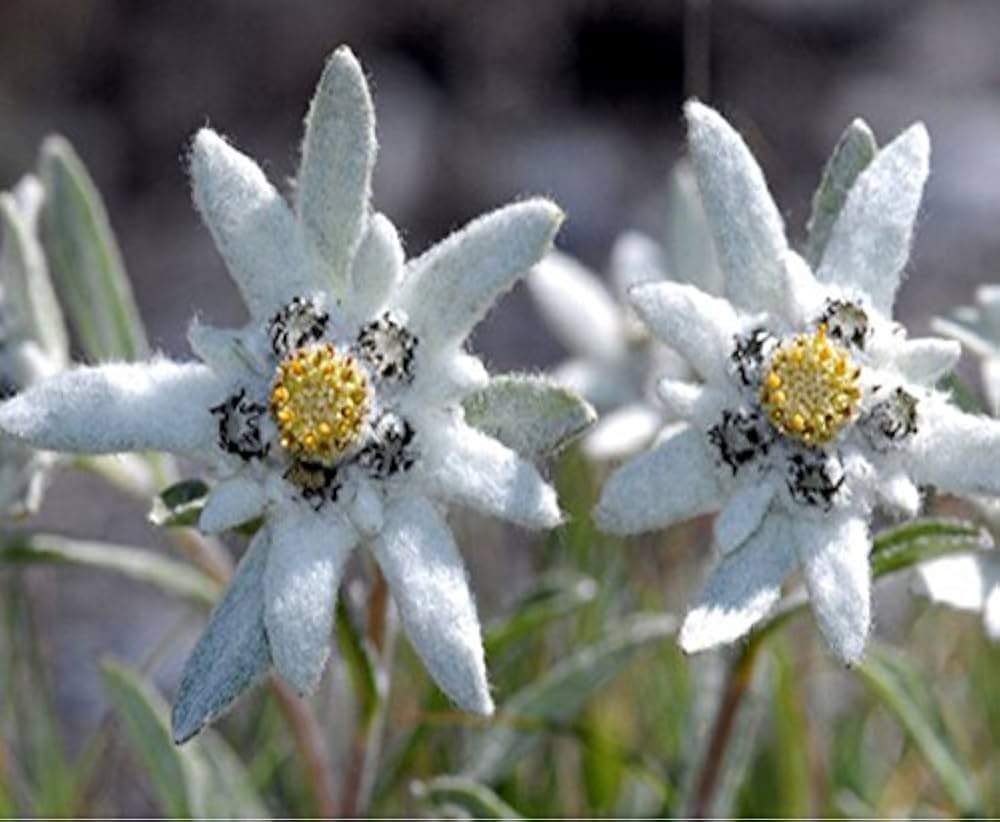 Edelweiss Leontopodium Alpinum flower seeds for planting in rock garden