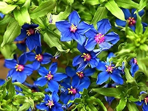 Blue Pimpernel Flowering Ground Cover Seeds