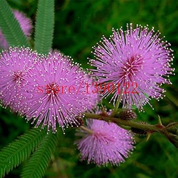 Purple Mimosa Flower Seeds for Planting - 100 seeds for planting in home garden