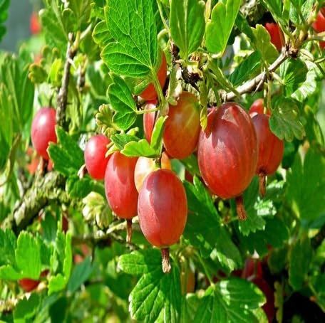 Red Gooseberry Fruit - Heirloom, Non - Gmo Seeds