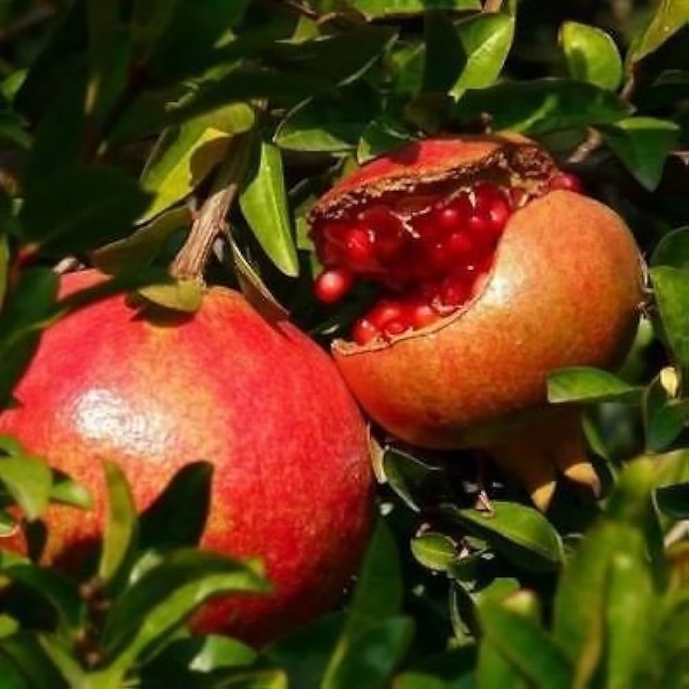 Granatapfel-Baum-Samen Punica granatum for Planting tree garden