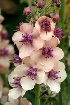 Cream Verbascum Flower Seeds for Planting - NON GMO Seeds for planting in home garden
