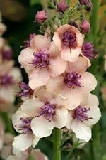 Cream Verbascum Flower Seeds for Planting - NON GMO Seeds for planting in home garden