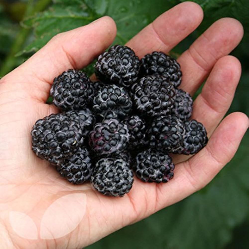 Jewel Black Raspberry Plants