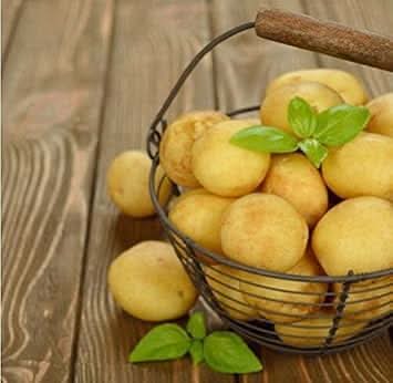 Yellow Potato Solanum tuberosum for planting in raised beds
