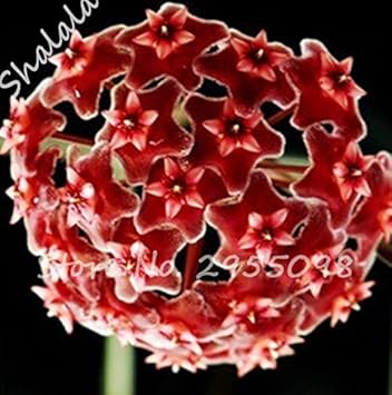 Chestnut Brown Hoya Flower - Heirloom, Non - Gmo Seeds