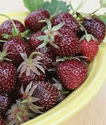 Burgundy Strawberry Fragaria x ananassa seeds for planting in home garden