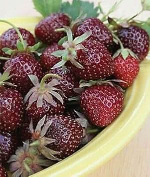 Burgundy Strawberry Fragaria x ananassa seeds for planting in home garden