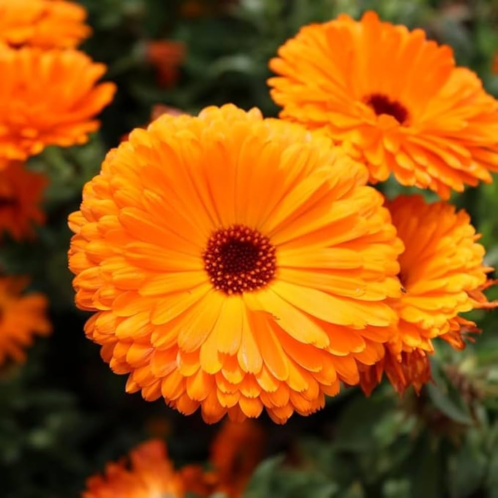 Calendula Calendula Officinalis Blue Flower Seeds for Planting – Suitable for Decorative Beds and Seasonal Displays