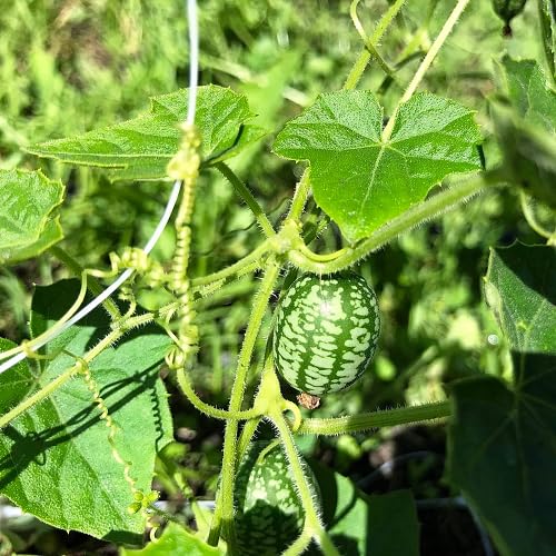 Green Cucamelon - Heirloom, Non - Gmo Seeds