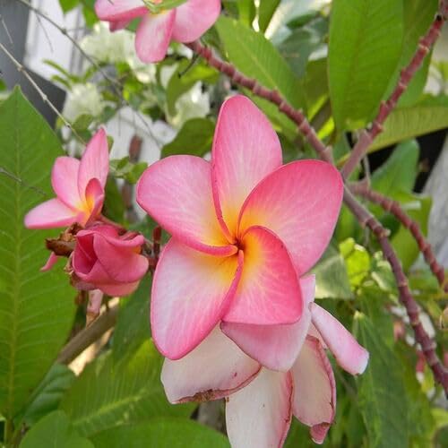 Plumeria Flower Red - Heirloom, Non - Gmo Seeds