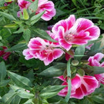 Pink Clarkia Amoena Flower Seeds for Planting - 100 seeds for planting in home garden