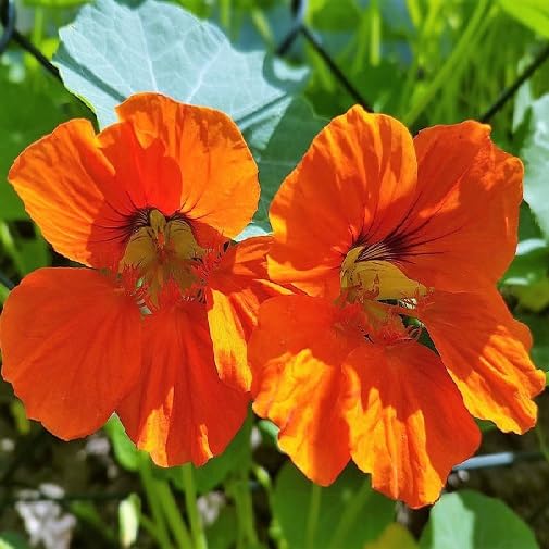 Orange Nasturtium Flower - Heirloom, Non - Gmo Seeds