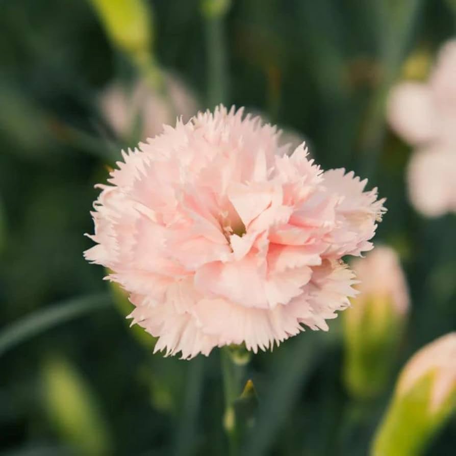Carnation ‘Chabaud La France’ Flower Seeds (Dianthus caryophyllus) – Seeds