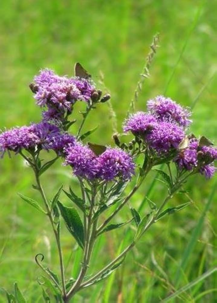 Common Ironweed – Vernonia noveboracensis – for planting in wildflower meadow bee garden