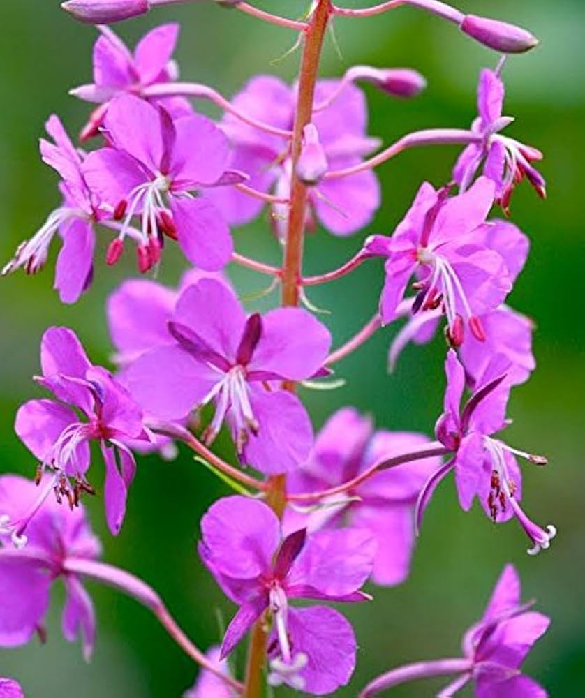 Fireweed (Epilobium angustifolium) seeds for planting in home ground cover