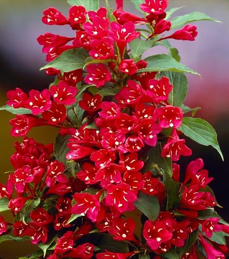 Red Weigela Flower - Heirloom, Non - Gmo Seeds