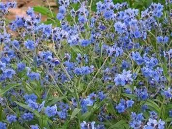 Cynoglossum Flower Seeds for Planting - NON GMO Seeds Dhara Seeds