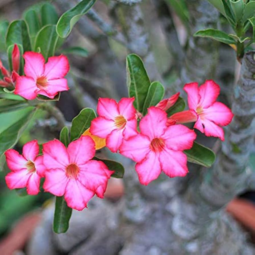 Mixed Desert Rose Adenium obesum Flower Seeds for Planting in Flower Bed and Garden