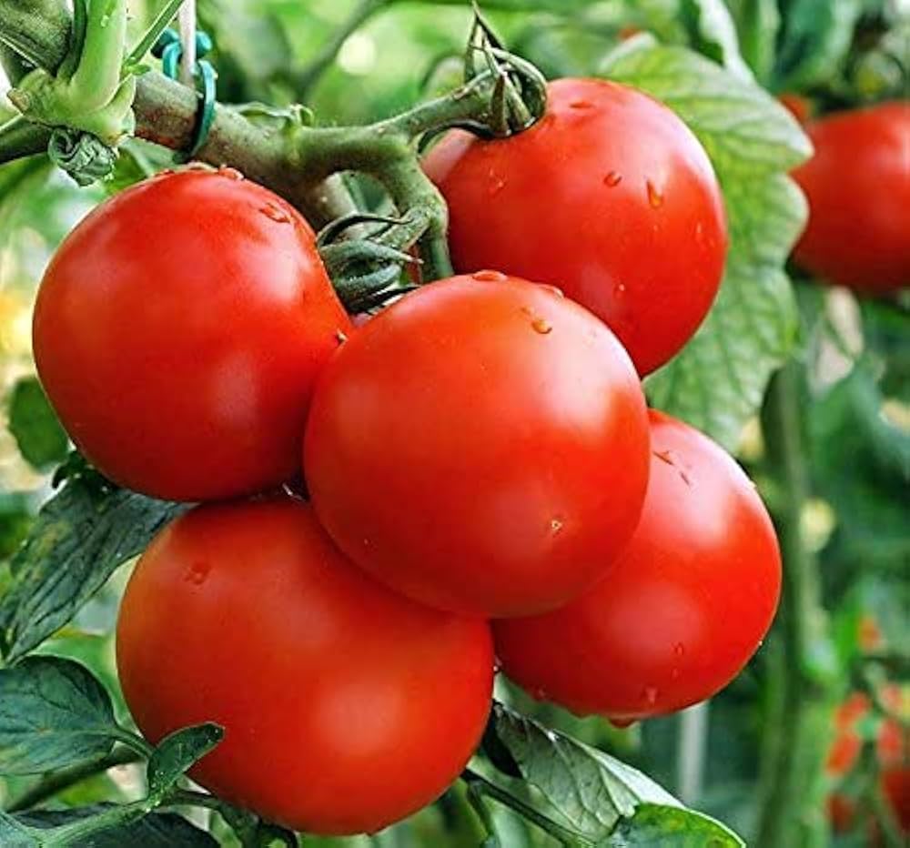 Brown Sugar Tomatoes Organic Seeds, + Fresh Seeds