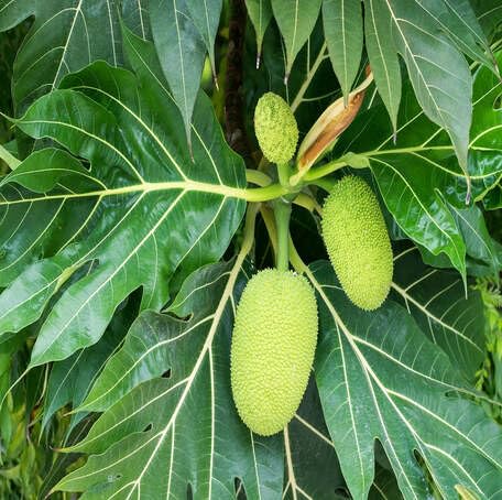 Green Breadfruit Fruit - Heirloom, Non - Gmo Seeds