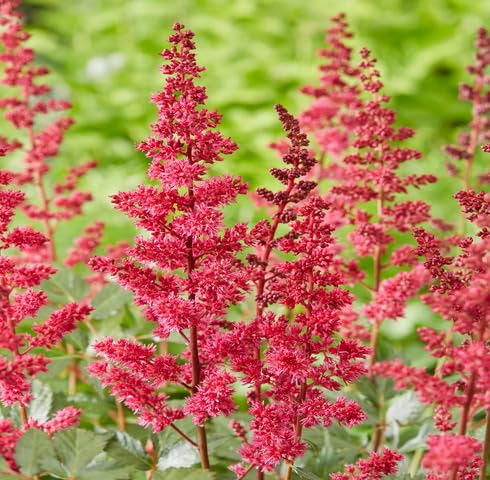 Red Astilbe Flower - Heirloom, Non - Gmo Seeds