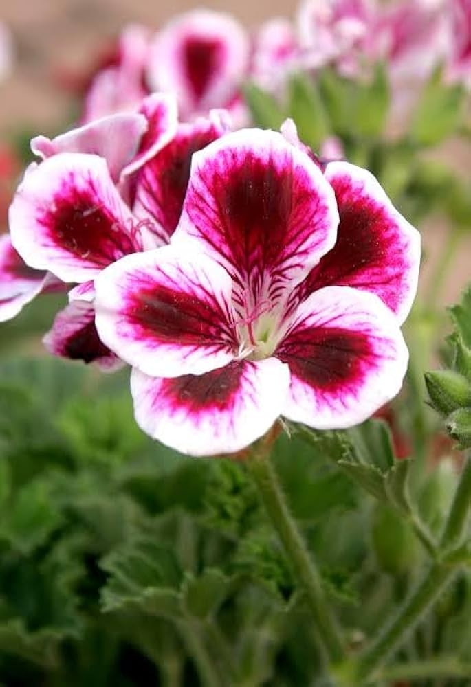 Coral Geranium Seeds for Planting Pelargonium hortorum Home Garden Pots