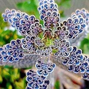 Kalanchoe Kalanchoe blossfeldiana succulent flower seeds for planting in indoor pots and planters