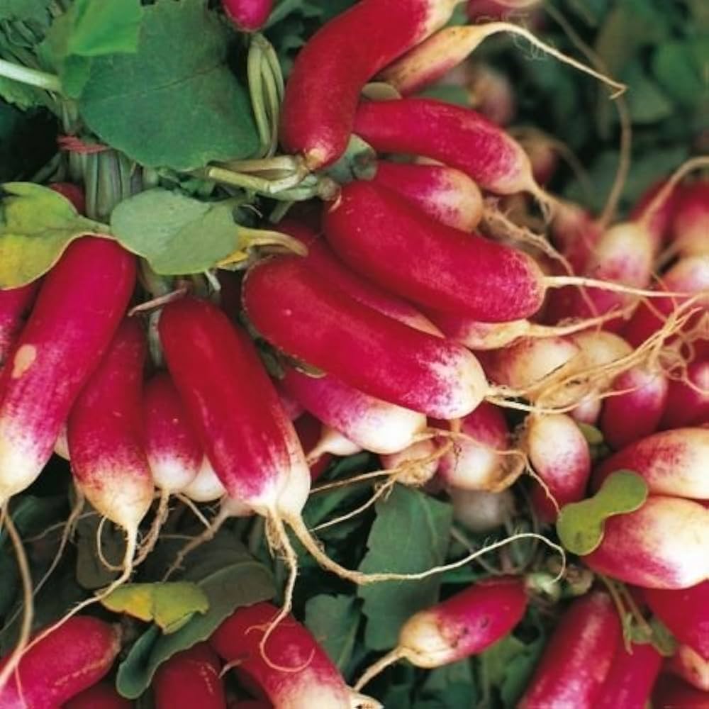Radish Raphanus Sativus French Breakfast Vegetable Seeds for Planting – Fast-Growing Variety for Kitchen Garden and Salads