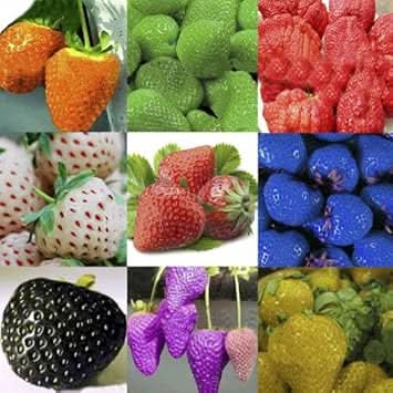Mixed strawberry Fragaria spp. seeds for berry garden