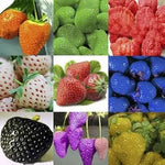 Mixed strawberry Fragaria spp. seeds for berry garden