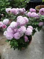 Baby Pink Chrysanthemum Flower Planting Seeds for Garden NON GMO Seeds Dhara Seeds