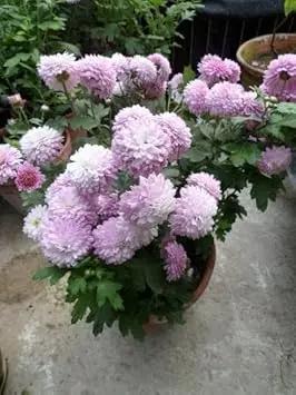 Baby Pink Chrysanthemum Flower Planting Seeds for Garden NON GMO Seeds Dhara Seeds