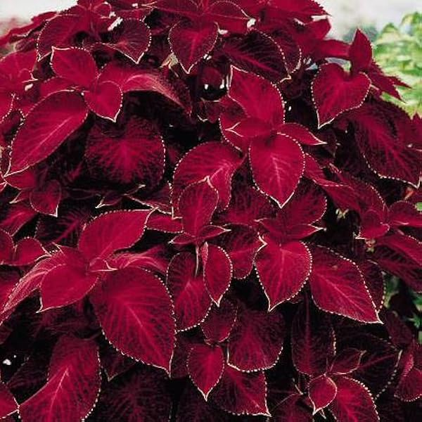 Coleus Wizard Velvet Red rich foliage seeds