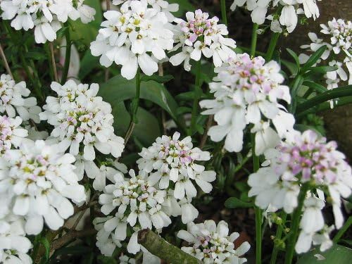 White Amara Empress Candytuft Seeds for Elegant White Flowers