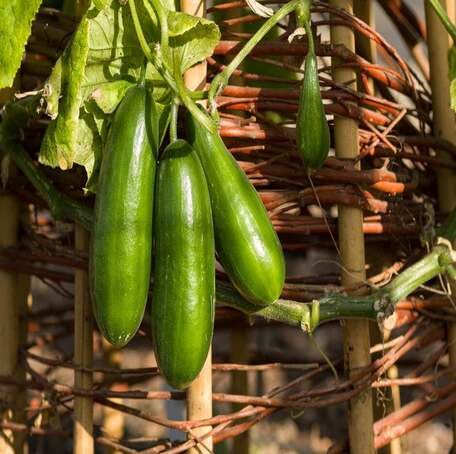 Green Mini Cucumber