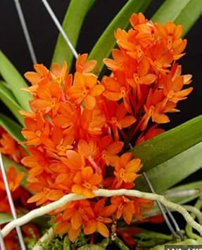 Orange Ascocentrum Flower Seeds for Planting - 100 seeds for planting in home garden