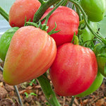 Heirloom Pink Oxheart Tomato NF Bio Seeds