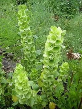 Bells Flower Seeds for Garden Planting - NON GMO Seeds Dhara Seeds