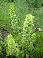 Bells Flower Seeds for Garden Planting - NON GMO Seeds Dhara Seeds