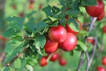 Mirabolano fruit seeds