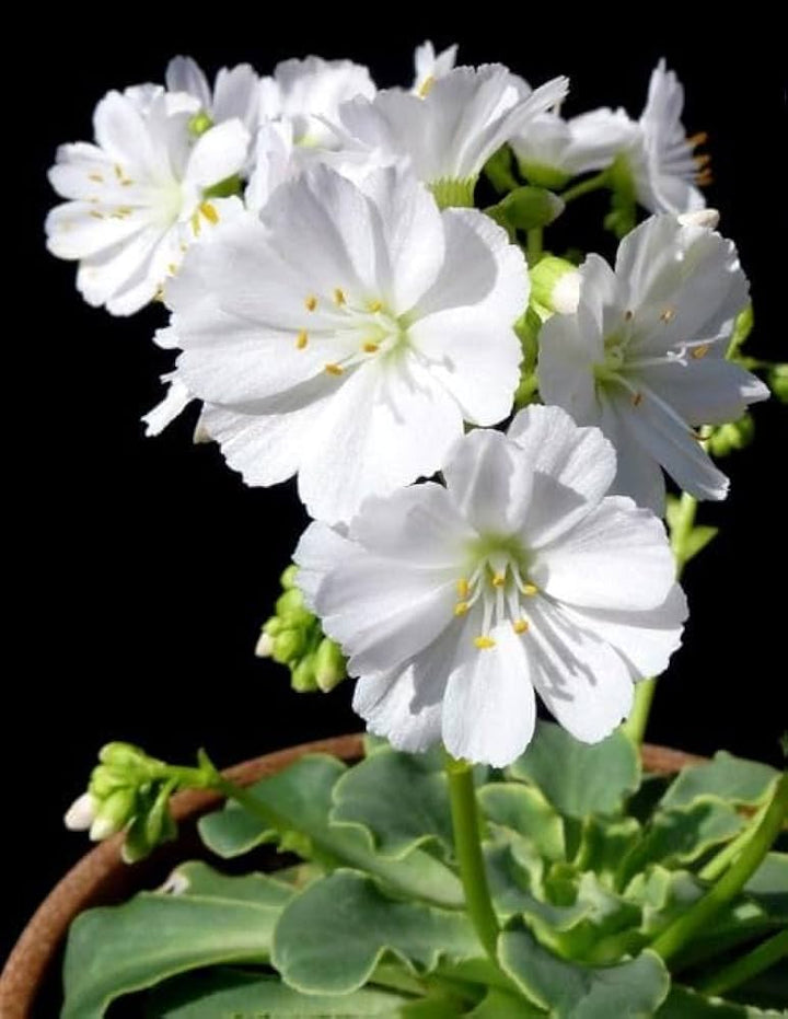 White Nevada Lewisia Flower Seeds for Planting - 100
