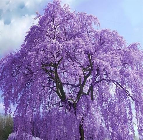 Violet Jacaranda Tree - Heirloom, Non - Gmo Seeds