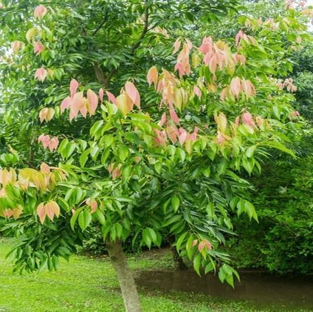 Green Cinnamon Tree