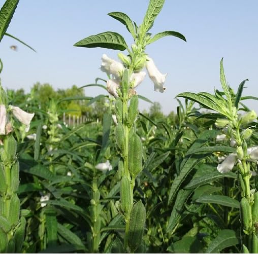 Green Sesame - Heirloom, Non - Gmo Seeds