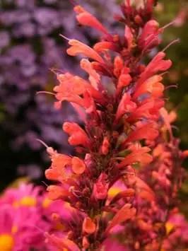 Orange Agastache Flower Planting Seeds for Garden NON GMO Seeds Dhara Seeds