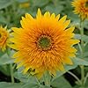 Sunflower Helianthus Annuus Flower Seeds for Planting – Home Garden & Backyard