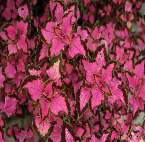 Pink Coleus - Heirloom, Non - Gmo Seeds