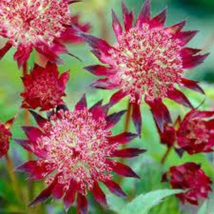 Red Astrantia Flower - Heirloom, Non - Gmo Seeds